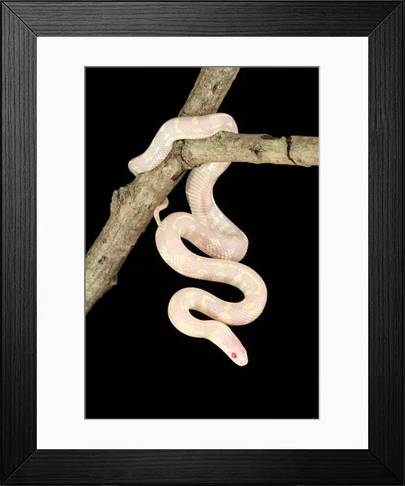Framed Print : Albino California kingsnake Framed Print : Albino California kingsnake