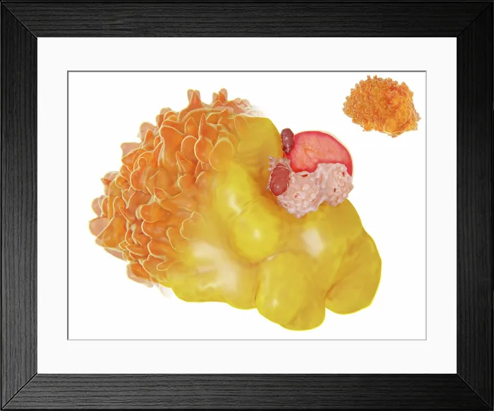Framed Print : Structure of a fat cell Framed Print : Structure of a fat cell