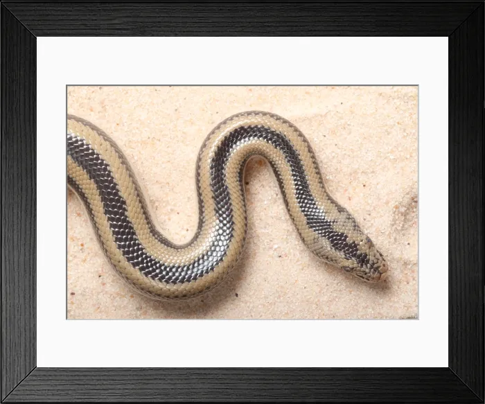 Framed Print : Rosy Boa (Lichanura trivirgata) Framed Print : Rosy Boa (Lichanura trivirgata)