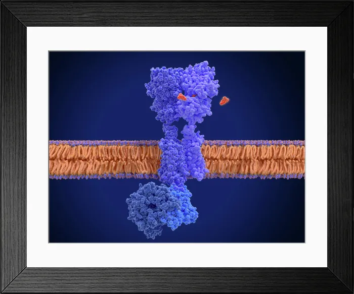 Framed Print : Activation of the GABA B receptor by the agonist baclofen Framed Print : Activation of the GABA B receptor by the agonist baclofen