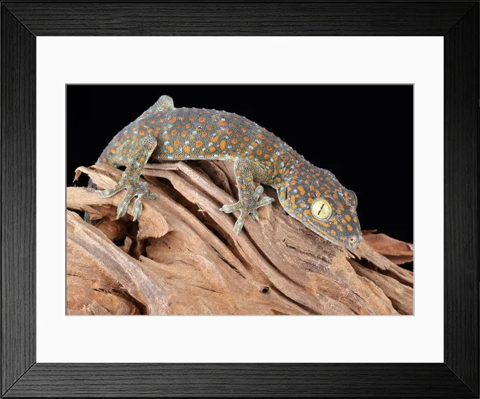 Framed Print : Tokay Gecko Framed Print : Tokay Gecko