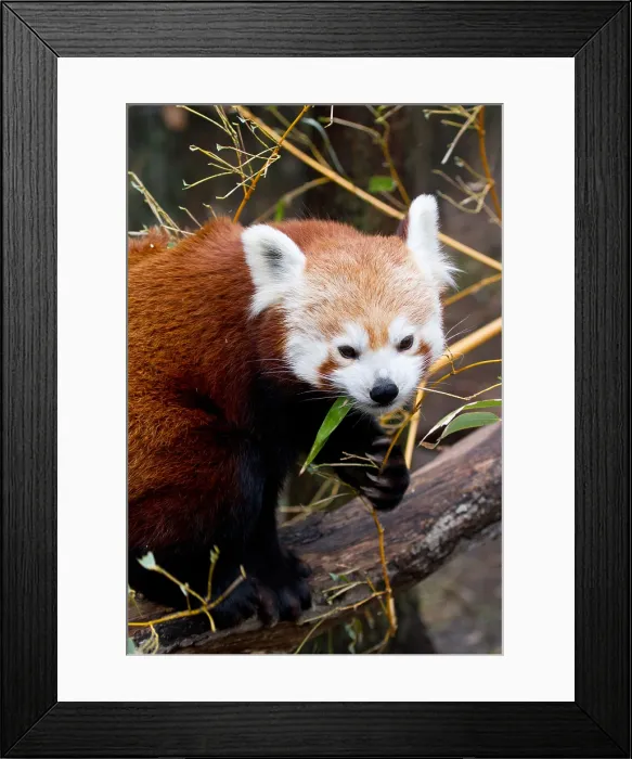 Framed Print : Red Panda (Ailurus fulgens) in Captivity Framed Print : Red Panda (Ailurus fulgens) in Captivity