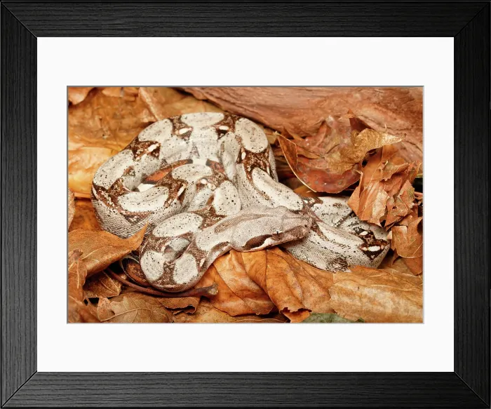 Framed Print : Colombian Red Tail Boa Constrictor Framed Print : Colombian Red Tail Boa Constrictor
