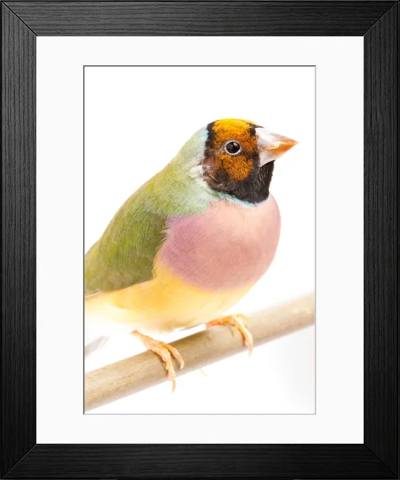 Framed Print : Gouldian Finch (Erythrura gouldiae) on perch Framed Print : Gouldian Finch (Erythrura gouldiae) on perch