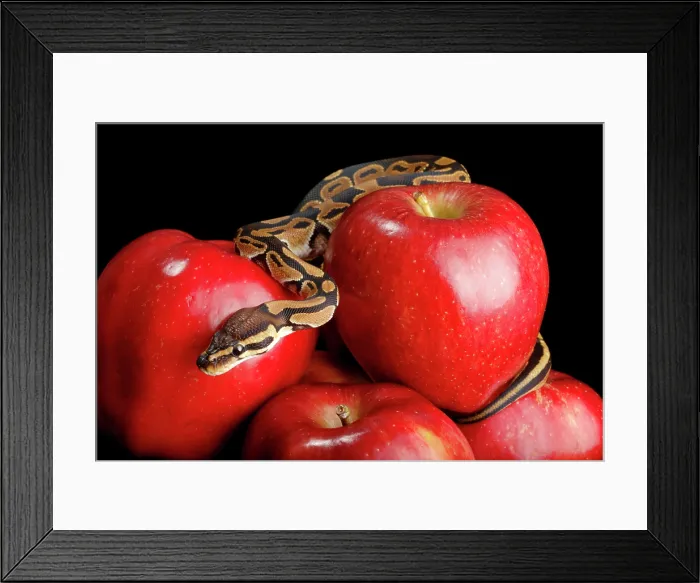 Framed Print : Ball Python on Red Apples Framed Print : Ball Python on Red Apples