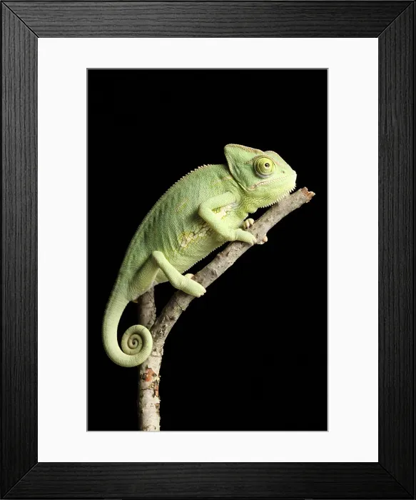 Framed Print : Veiled Chameleon on a Stick Framed Print : Veiled Chameleon on a Stick