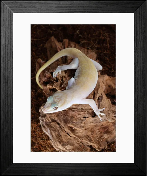 Framed Print : Golden Gecko (Gekko badenii) Framed Print : Golden Gecko (Gekko badenii)