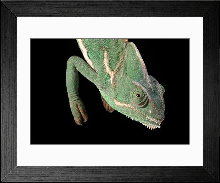 Framed Print : Veiled Chameleon hanging off a stick