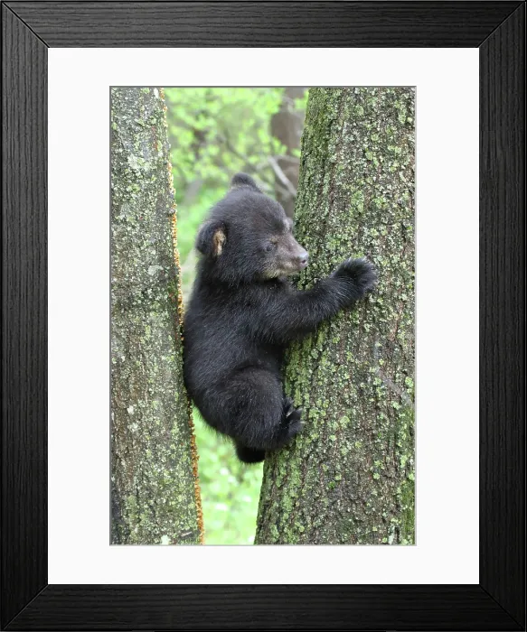 Framed Print : American Black Bear Cub Framed Print : American Black Bear Cub