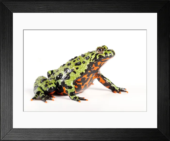 Framed Print : Fire Bellied Toad (Bombina orientalis) Framed Print : Fire Bellied Toad (Bombina orientalis)