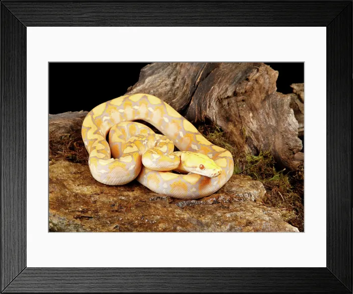 Framed Print : Reticulated Python (Lavender Morph) in front tree stump