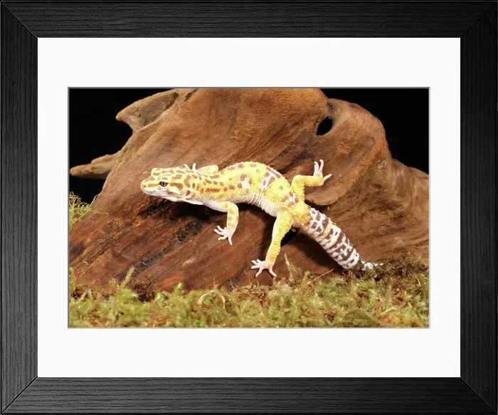 Framed Print : Leopard gecko (Eublepharis macularius) 3 Framed Print : Leopard gecko (Eublepharis macularius) 3