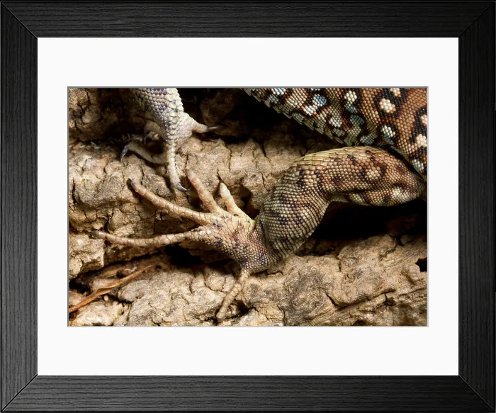 Framed Print : Ocellated Lizard (Timon lepidus) foot detail Framed Print : Ocellated Lizard (Timon lepidus) foot detail