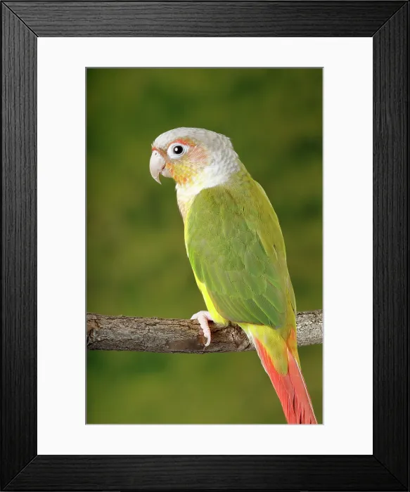 Framed Print : Green-cheeked Conure Framed Print : Green-cheeked Conure