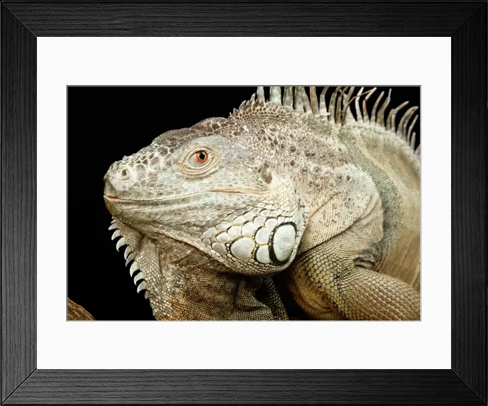 Framed Print : Green Iguana Portrait Framed Print : Green Iguana Portrait