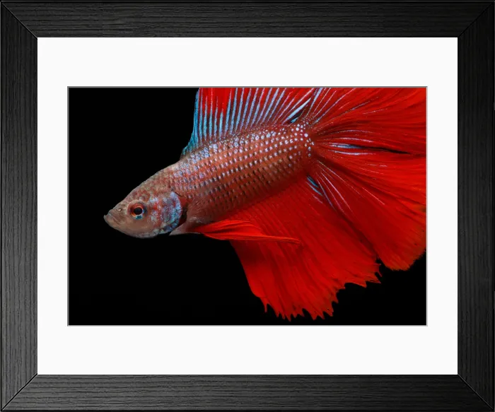 Framed Print : Red Betta Fish (Betta splendens) portrait Framed Print : Red Betta Fish (Betta splendens) portrait