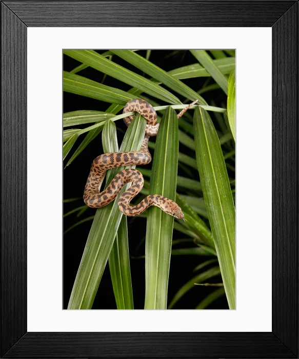 Framed Print : Spotted Python (Antaresia maculosa) Framed Print : Spotted Python (Antaresia maculosa)