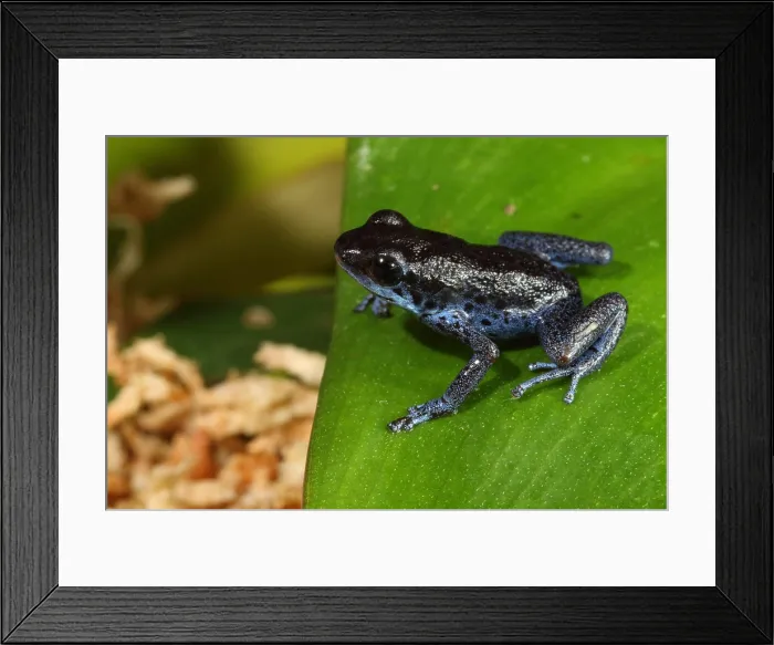 Framed Print : Poison Dart Frog (Oophaga pumilio) Framed Print : Poison Dart Frog (Oophaga pumilio)