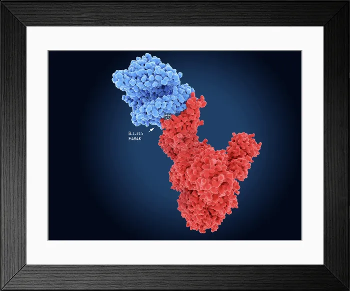 Framed Print : Main mutation side of the South African COVID-19 variant