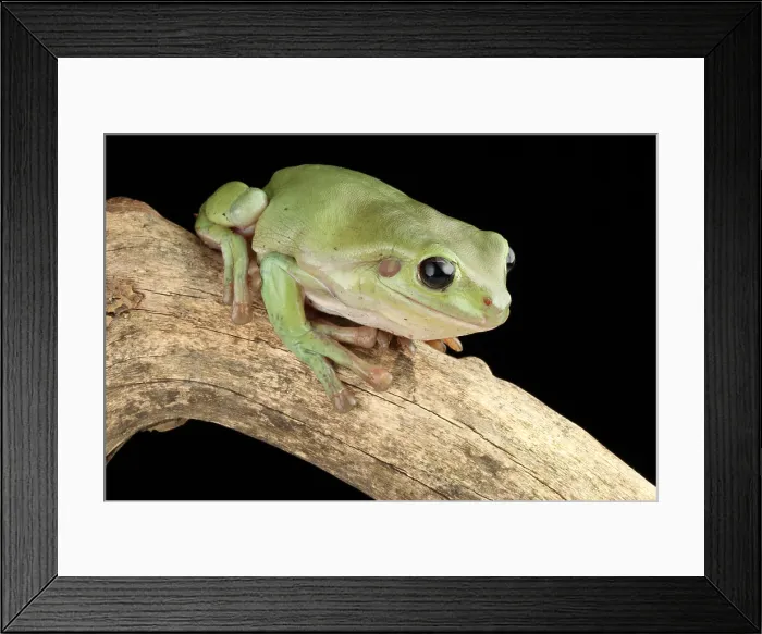 Framed Print : White's Tree Frog (Litoria caerulea) Framed Print : White's Tree Frog (Litoria caerulea)