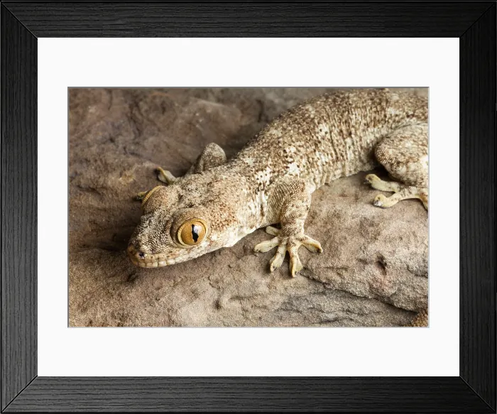 Framed Print : Crocodile Gecko (Tarentola mauritanica) Framed Print : Crocodile Gecko (Tarentola mauritanica)