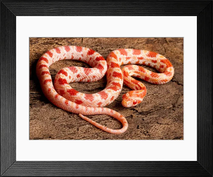 Framed Print : Corn Snake (P. guttatus) on tree bark Framed Print : Corn Snake (P. guttatus) on tree bark