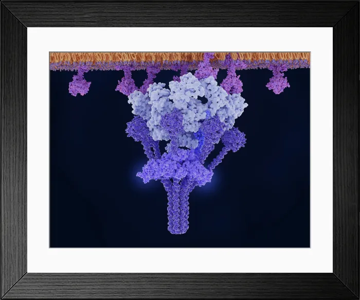Framed Print : Antigen-bound IgM activates the C1 complex