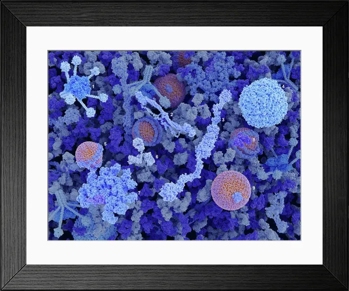 Framed Print : Main components of the blood plasma Framed Print : Main components of the blood plasma