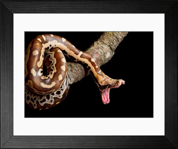 Framed Print : Blood python (Python brongersmai) stretching jaw Framed Print : Blood python (Python brongersmai) stretching jaw