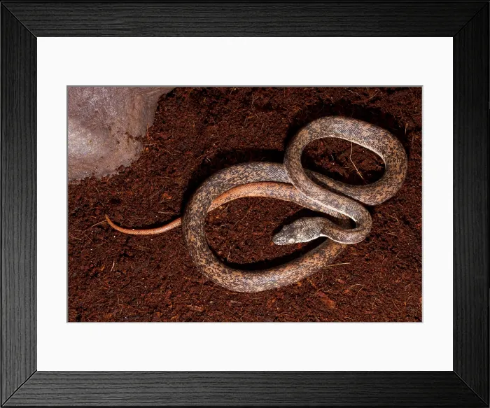 Framed Print : Savu Python (Liasis mackloti savuensis) Framed Print : Savu Python (Liasis mackloti savuensis)