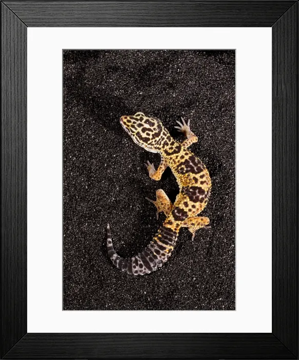 Framed Print : Leopard Gecko (Eublepharis macularius) Framed Print : Leopard Gecko (Eublepharis macularius)