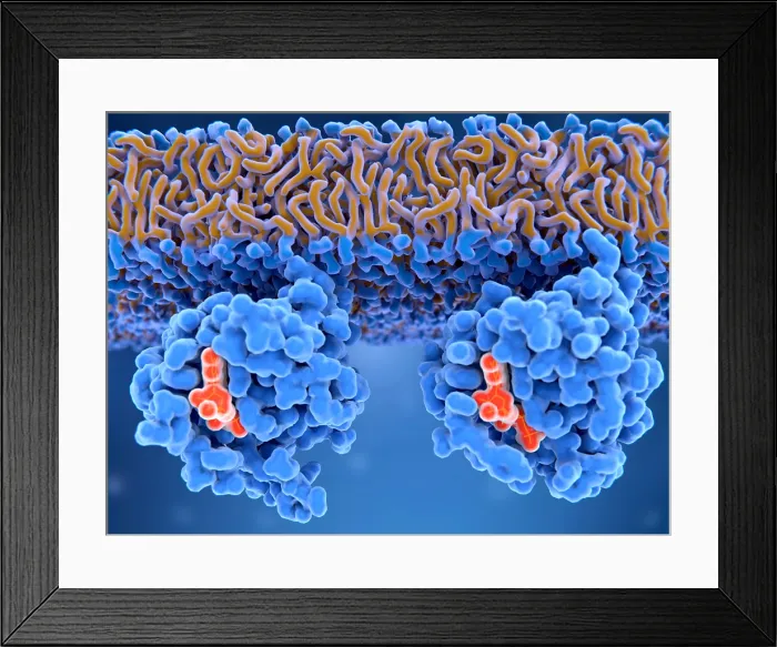 Framed Print : Inactive and active Ras proteins Framed Print : Inactive and active Ras proteins