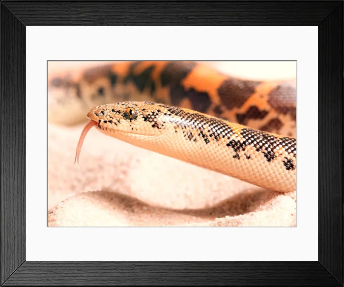 Framed Print : Kenyan Sand Boa (Eryx Colubrinus) Framed Print : Kenyan Sand Boa (Eryx Colubrinus)
