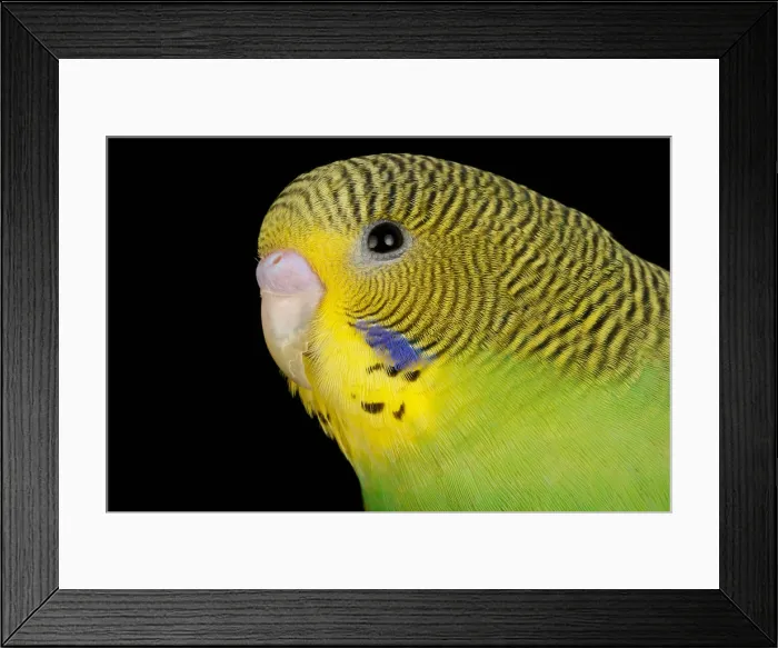 Framed Print : Budgerigar (Melopsittacus undulatus) portrait Framed Print : Budgerigar (Melopsittacus undulatus) portrait
