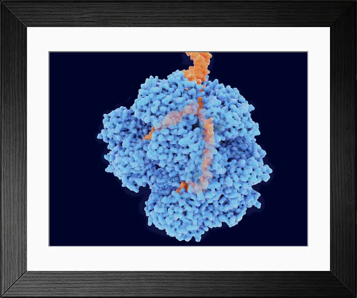 Framed Print : RecBCD, Enzyme of E. coli Framed Print : RecBCD, Enzyme of E. coli