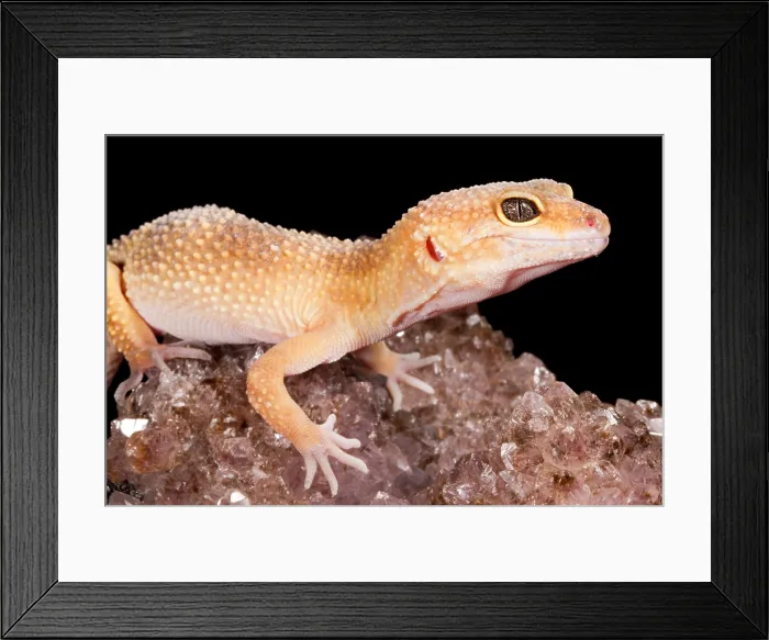 Framed Print : Leopard Gecko (Eublepharis macularius) on quartz Framed Print : Leopard Gecko (Eublepharis macularius) on quartz