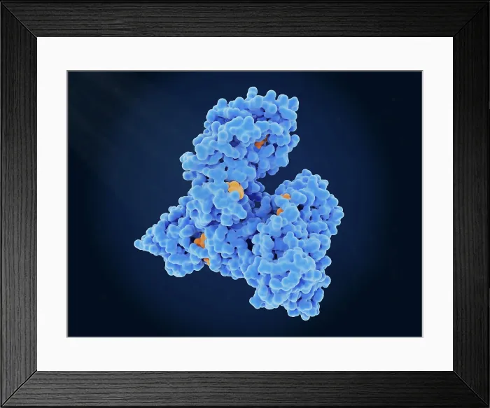 Framed Print : Albumin molecule transporting multiples molecules of a steroid drug (dexamethasone) Framed Print : Albumin molecule transporting multiples molecules of a steroid drug (dexamethasone)