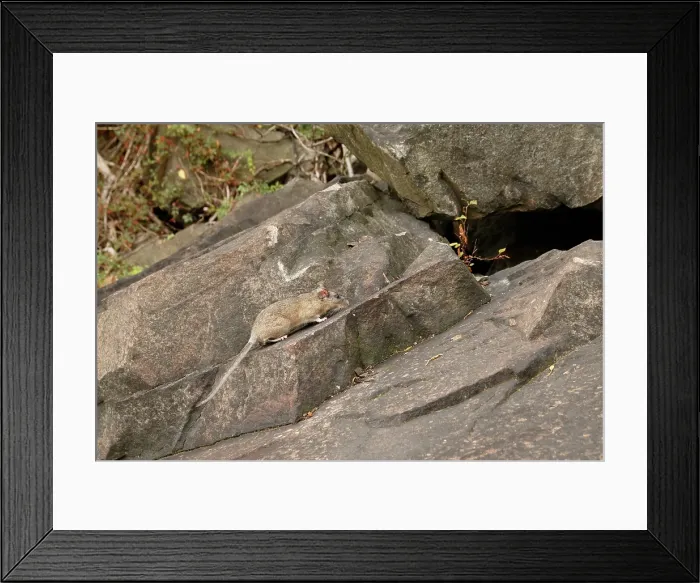 Framed Print : Allegheny Woodrat in habitat Framed Print : Allegheny Woodrat in habitat
