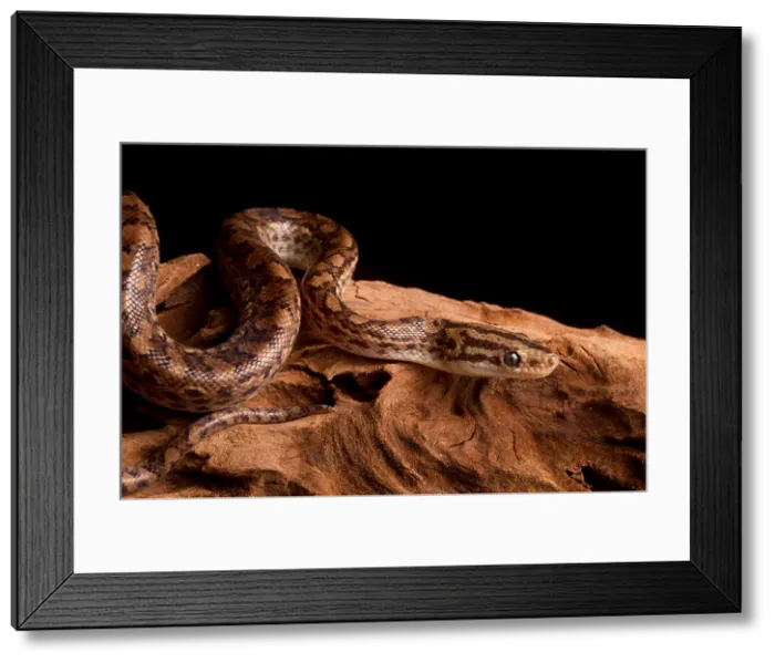 Framed Print : Colombian Rainbow Boa (Epicrates maurus) Framed Print : Colombian Rainbow Boa (Epicrates maurus)