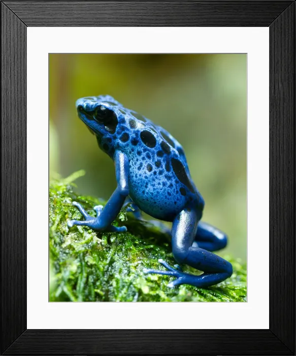 Framed Print : Azure poison dart frog Framed Print : Azure poison dart frog