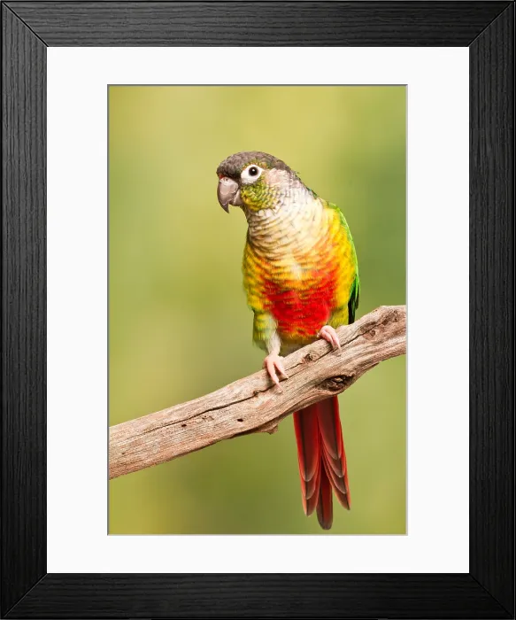 Framed Print : Green-cheeked Conure South American Parrot