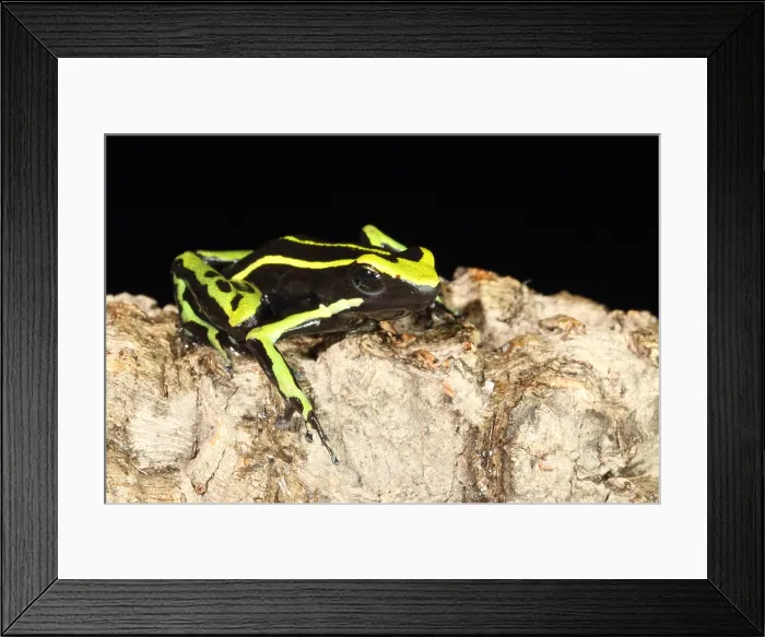 Framed Print : Three-striped Poison Frog Framed Print : Three-striped Poison Frog