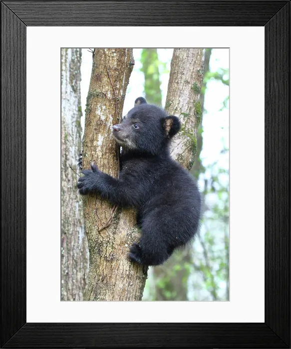 Framed Print : American Black Bear Cub Framed Print : American Black Bear Cub