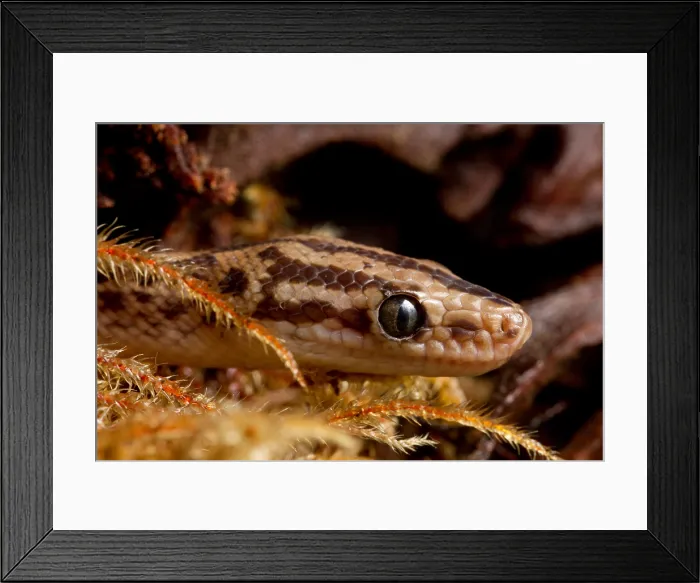 Framed Print : Colombian Rainbow Boa (Epicrates maurus) Framed Print : Colombian Rainbow Boa (Epicrates maurus)