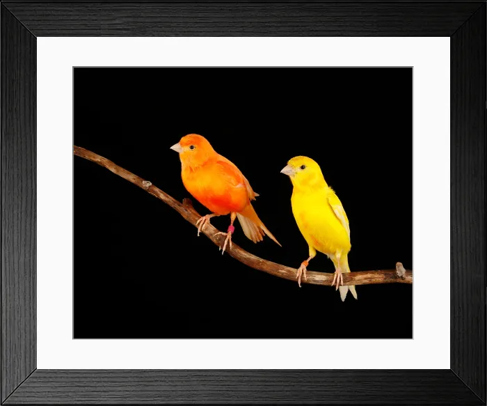 Framed Print : Captive domestic Canary Portrait Framed Print : Captive domestic Canary Portrait