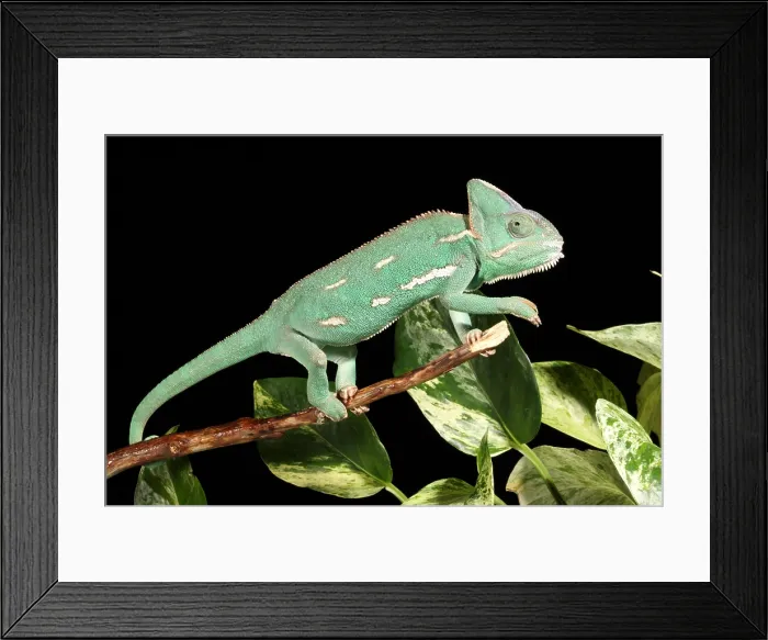 Framed Print : Veiled Chameleon on a Stick Framed Print : Veiled Chameleon on a Stick