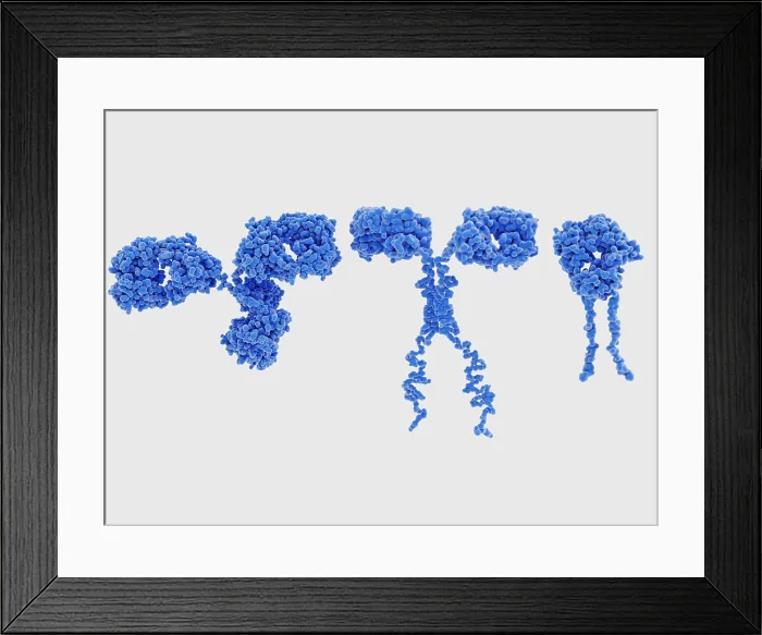 Framed Print : Structure similarities between an antibody (left), a chimeric antigen receptor (center) and a T-cell receptor (right) Framed Print : Structure similarities between an antibody (left), a chimeric antigen receptor (center) and a T-cell receptor (right)