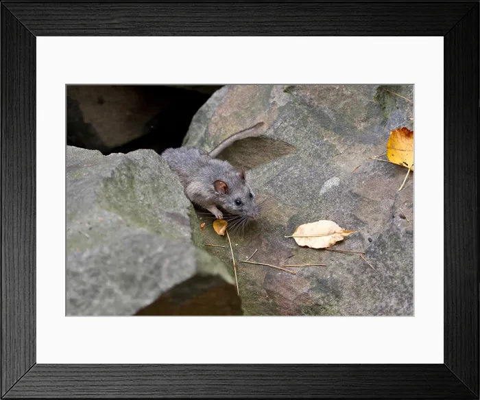 Framed Print : Allegheny Woodrat (Neotoma Magister)