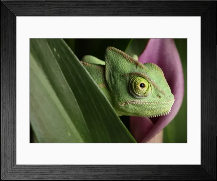 Framed Print : Veiled Chameleon on Cala Lilly Framed Print : Veiled Chameleon on Cala Lilly