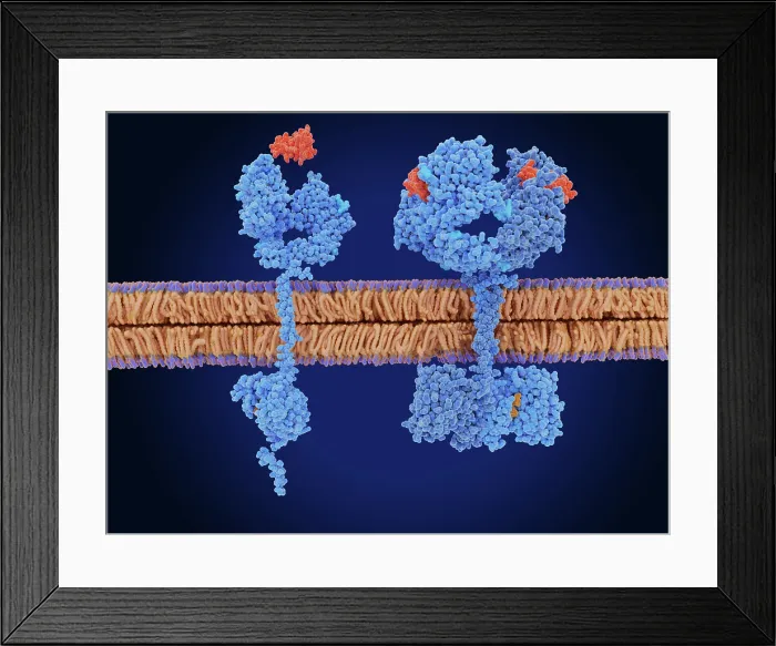Framed Print : The epidermal growth factor receptor in the inactive and active form